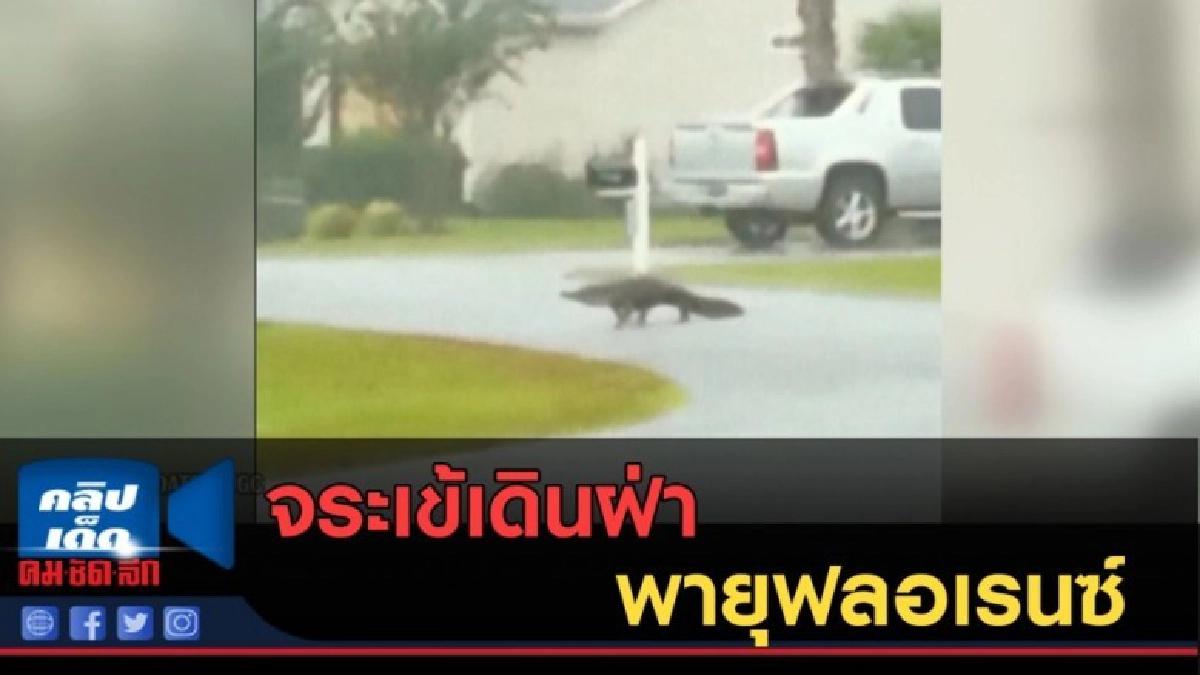 (คลิปข่าว) จระเข้เดินฟ่าพายุฟลอเรนซ์ (คลิปข่าว) จระเข้เดินฟ่าพายุฟลอเรนซ์