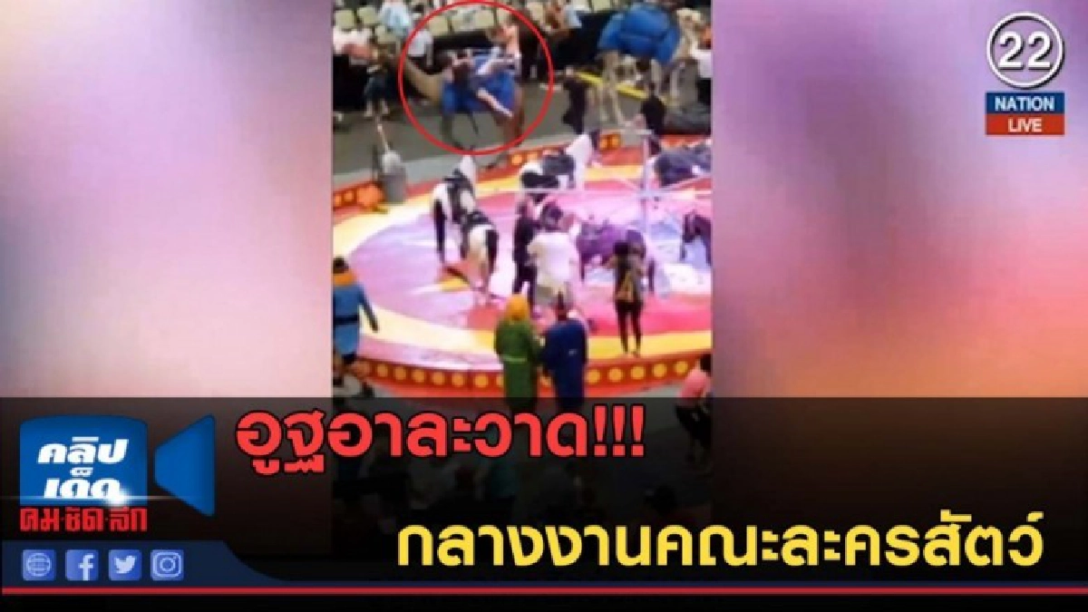 (คลิปข่าว) อูฐอาละวาด!!! กลางงานคณะละครสัตว์ (คลิปข่าว) อูฐอาละวาด!!! กลางงานคณะละครสัตว์