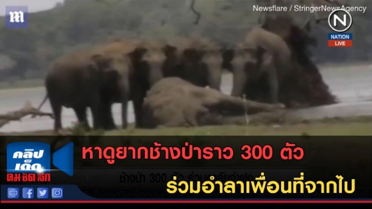 (คลิปข่าว)หาดูยากช้างป่าราว 300 ตัว ร่วมอำลาเพื่อนที่จากไป (คลิปข่าว)หาดูยากช้างป่าราว 300 ตัว ร่วมอำลาเพื่อนที่จากไป