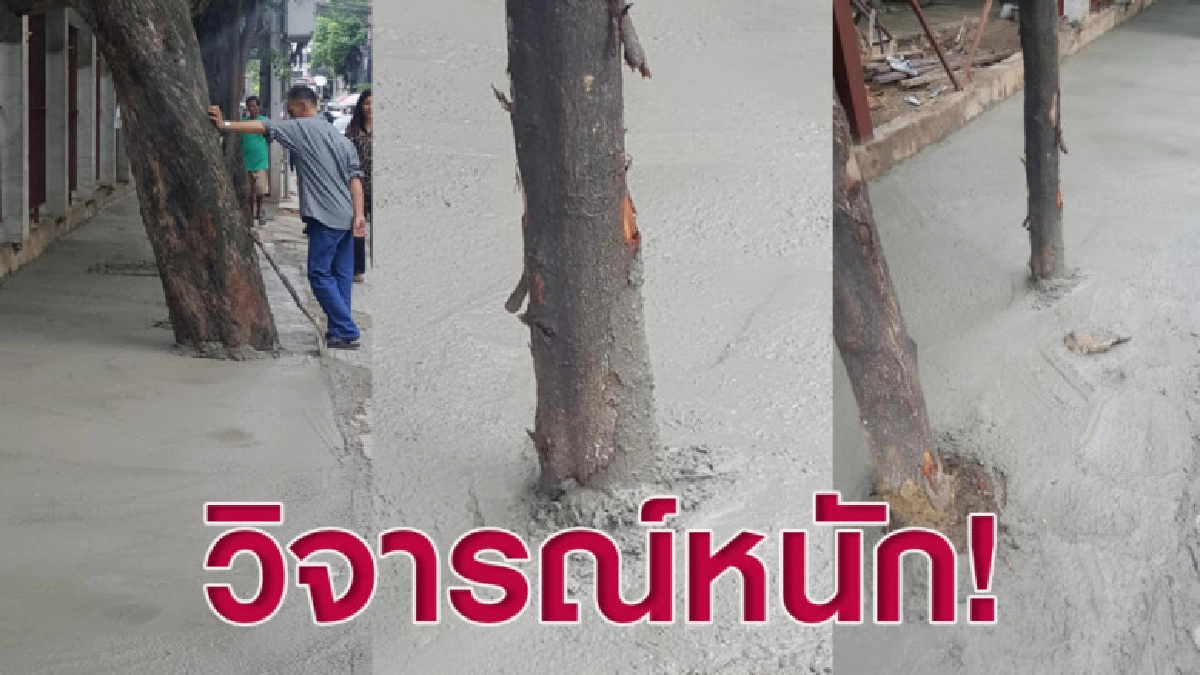 วิจารณ์หนัก! ปรับปรุงฟุตปาธเทปูนทับต้นไม้ ยังหาคนทำไม่ได้