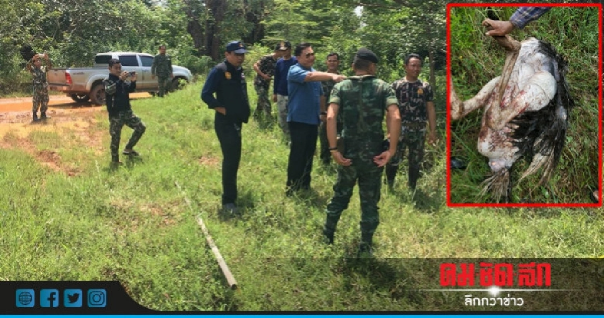 ปูพรมไล่ล่าหมีควายบุกกรงฆ่านกกระจอกเทศ ปูพรมไล่ล่าหมีควายบุกกรงฆ่านกกระจอกเทศ