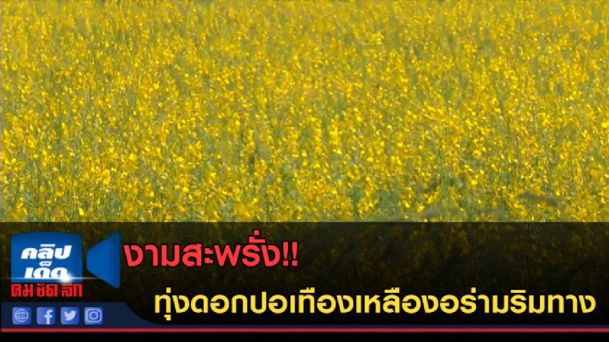 (คลิปข่าว) งามสะพรั่ง!! ทุ่งดอกปอเทืองเหลืองอร่ามริมทาง (คลิปข่าว) งามสะพรั่ง!! ทุ่งดอกปอเทืองเหลืองอร่ามริมทาง