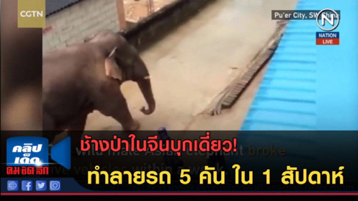 (คลิปข่าว) ช้างป่าในจีนบุกเดี่ยวทำลายรถ 5 คัน ใน 1 สัปดาห์