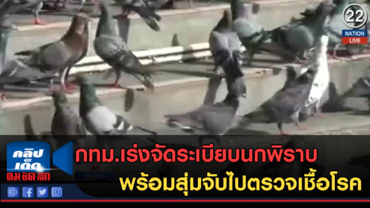 (คลิปข่าว) กทม.เร่งจัดระเบียบนกพิราบ สุ่มจับไปตรวจเชื้อโรค (คลิปข่าว) กทม.เร่งจัดระเบียบนกพิราบ สุ่มจับไปตรวจเชื้อโรค