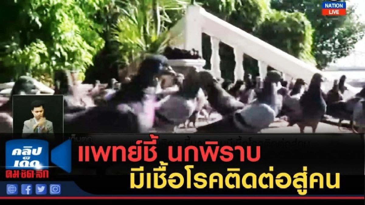 (คลิปข่าว) แพทย์มหิดลชี้ นกพิราบมีเชื้อโรคติดต่อสู่คน (คลิปข่าว) แพทย์มหิดลชี้ นกพิราบมีเชื้อโรคติดต่อสู่คน