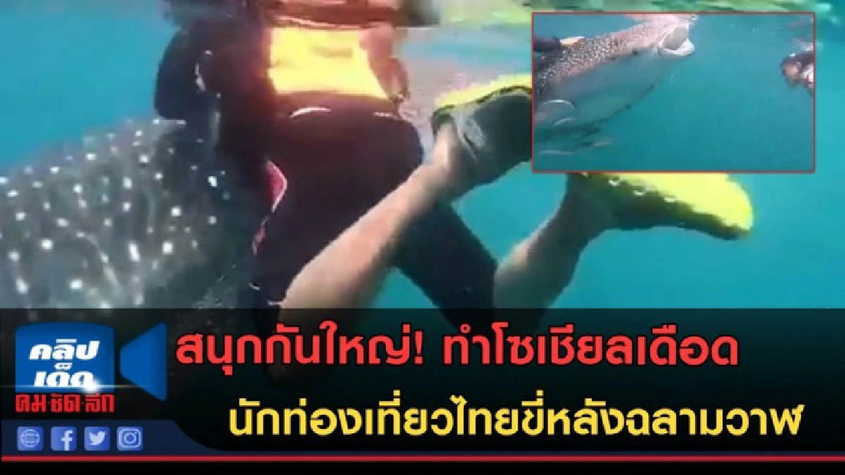 (คลิปข่าว) โซเชียลแชร์สนั่น! นักท่องเที่ยวไทยขี่หลังฉลามวาฬ (คลิปข่าว) โซเชียลแชร์สนั่น! นักท่องเที่ยวไทยขี่หลังฉลามวาฬ