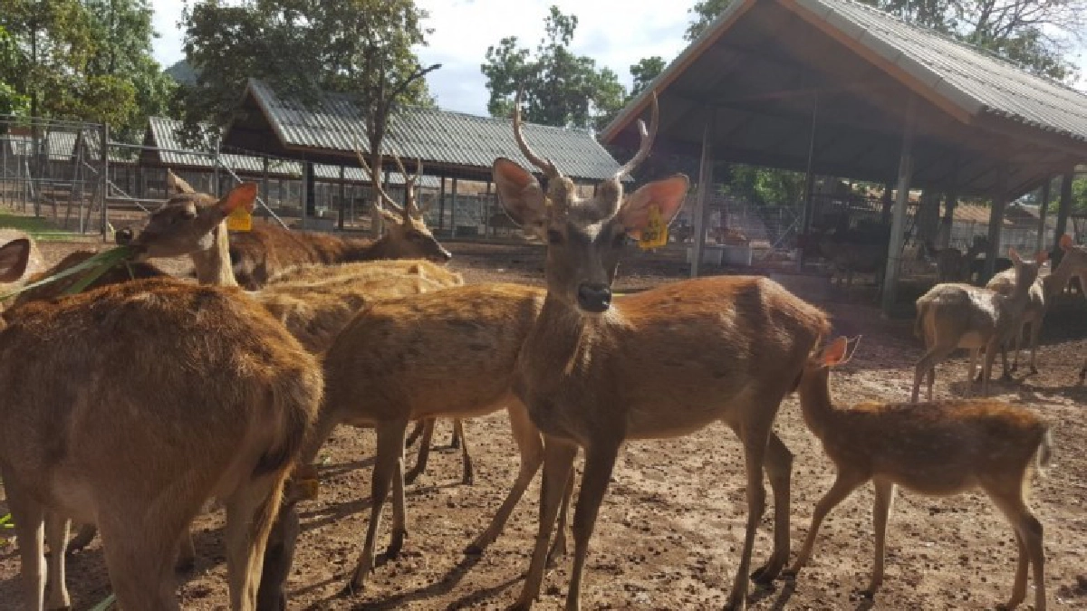 เปิดนวัตกรรม"ฟาร์มกวาง"สมัยใหม่   