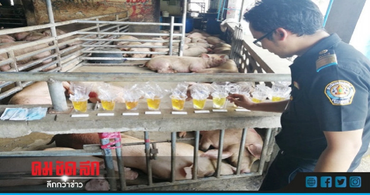 บุก​จับ​ ! โรง​ฆ่า​สัตว์ลักลอบใช้สารเร่ง​เนื้อ​แดง