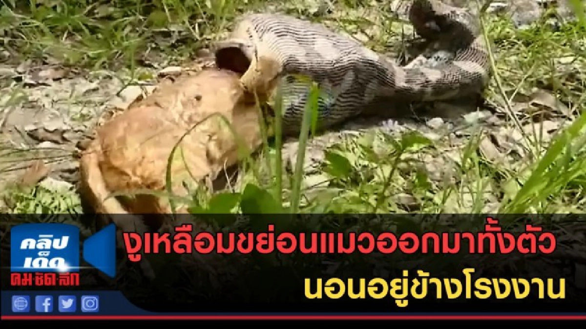 (คลิปข่าว) งูเหลือมขย่อนแมวออกมาทั้งตัว นอนอยู่ข้างโรงงาน (คลิปข่าว) งูเหลือมขย่อนแมวออกมาทั้งตัว นอนอยู่ข้างโรงงาน