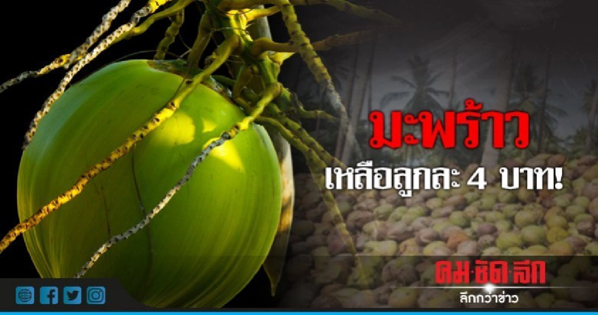ราคามะพร้าวดิ่ง! เหลือลูกละ 4 บาท "สนธิรัตน์" ขอเวลาแก้ไข