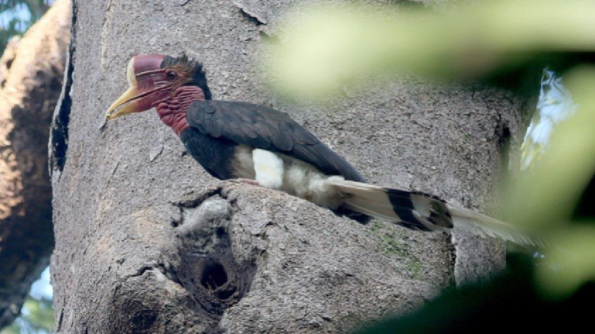ลุยเทือกเขาบูโดตามหาครอบครัว "นกชนหิน"