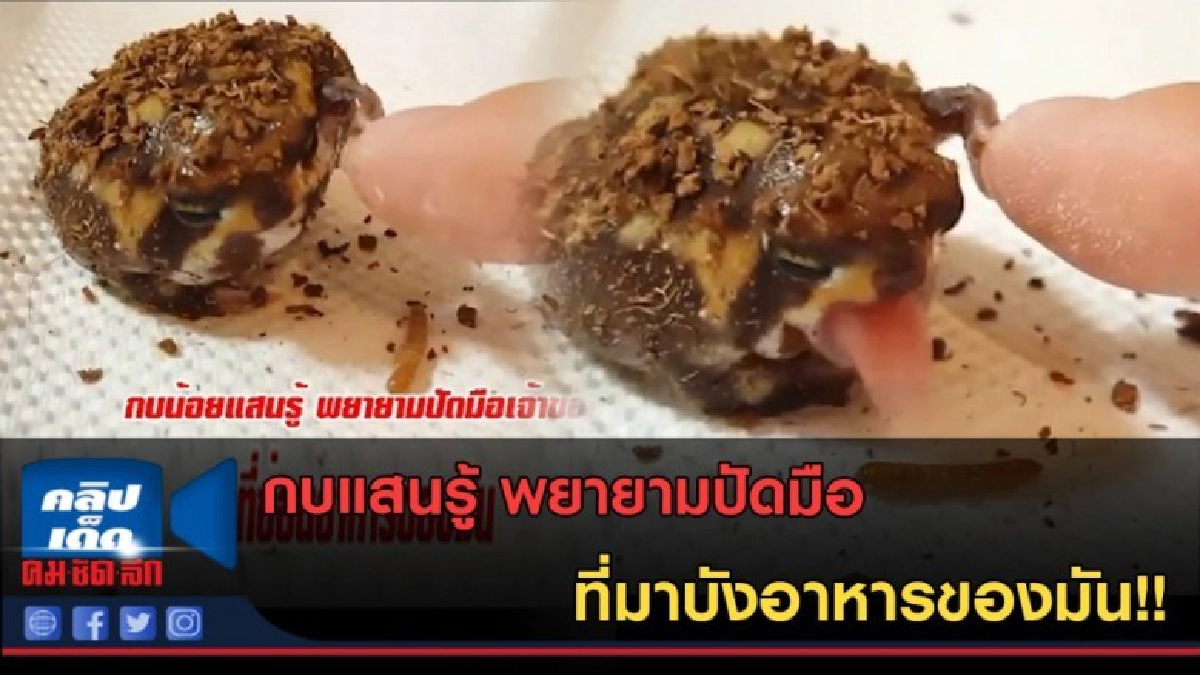 (คลิปข่าว) กบแสนรู้ พยายามปัดมือที่มาบังอาหารของมัน!!