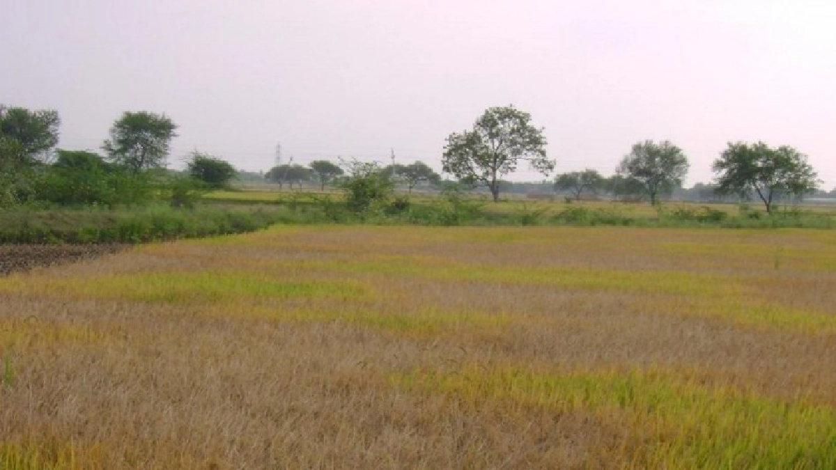 เกษตรฯ เตือนชาวนา ระวังเพลี้ยกระโดดสีน้ำตาลบุกทำลายข้าวนาปี เกษตรฯ เตือนชาวนา ระวังเพลี้ยกระโดดสีน้ำตาลบุกทำลายข้าวนาปี