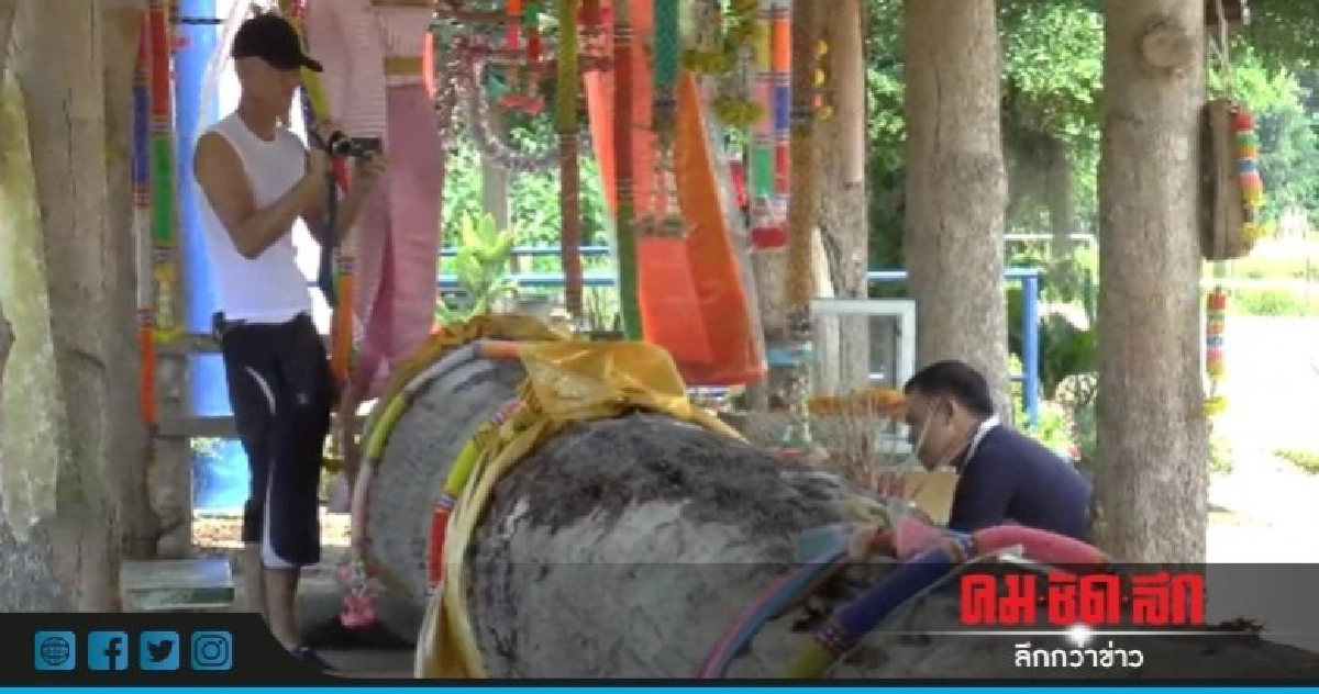 ขอโชคเลขเด็ดต้นตะเคียนอายุหลายร้อยปี