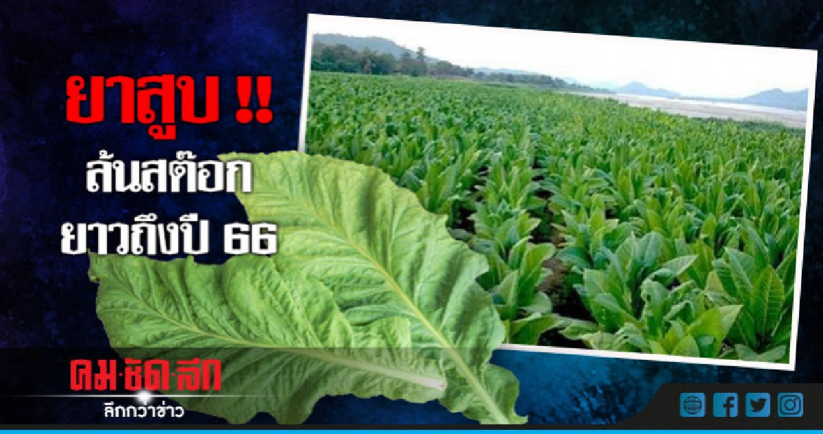 "ยาสูบ" ล้นสต๊อกยาวถึงปี 66 จำต้องลดการรับซื้อ 