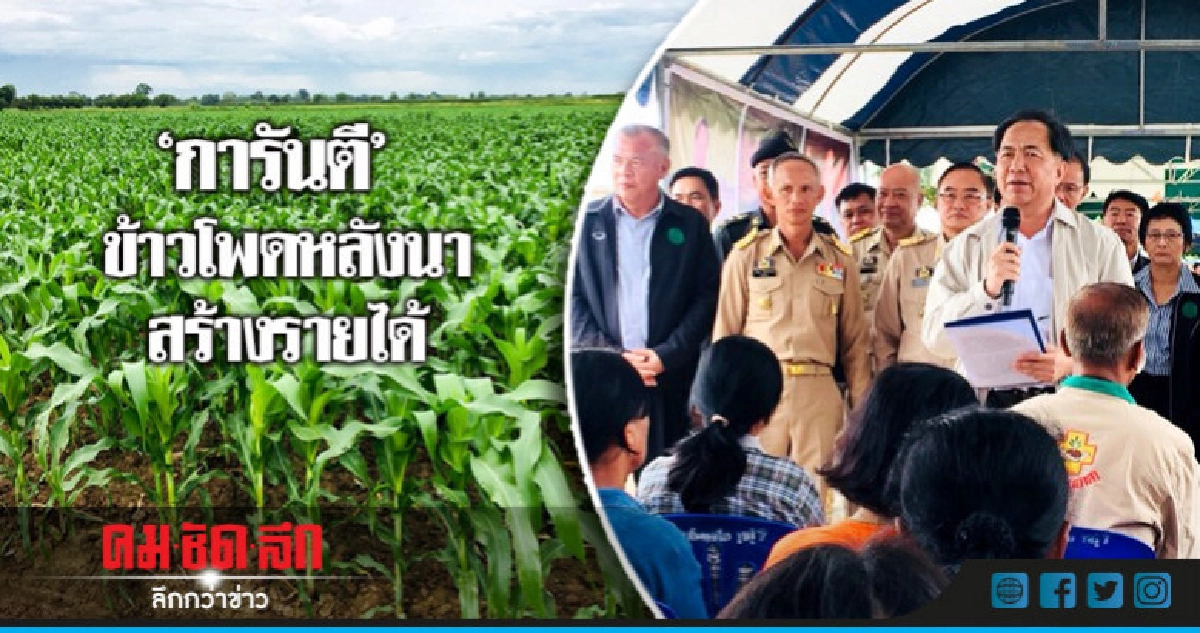 "การันตี" ข้าวโพดหลังนาสร้างรายได้ "การันตี" ข้าวโพดหลังนาสร้างรายได้