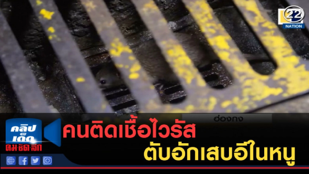 (คลิปข่าว) ครั้งแรกในโลกคนติดเชื้อไวรัสตับอักเสบอีในหนู (คลิปข่าว) ครั้งแรกในโลกคนติดเชื้อไวรัสตับอักเสบอีในหนู