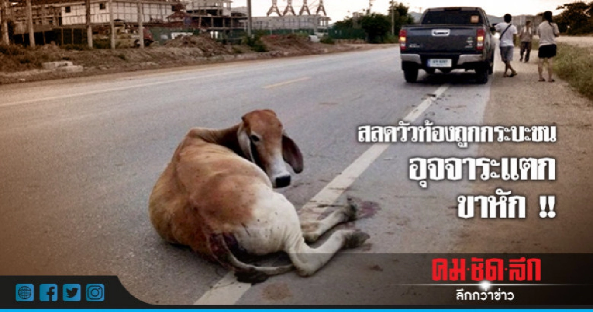 สลด !! วัวท้องถูกกระบะชน อุจจาระแตก-ขาหัก สลด !! วัวท้องถูกกระบะชน อุจจาระแตก-ขาหัก