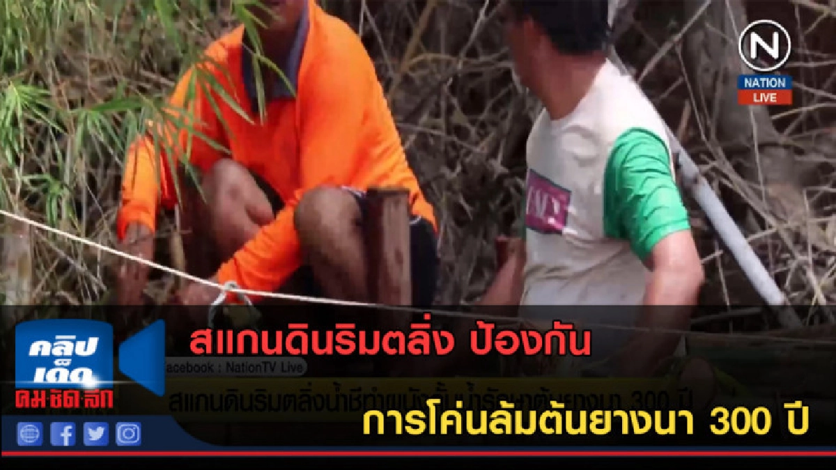 (คลิปข่าว) สแกนดินริมตลิ่ง ป้องกันการโค่นล้มต้นยางนา 300 ปี (คลิปข่าว) สแกนดินริมตลิ่ง ป้องกันการโค่นล้มต้นยางนา 300 ปี