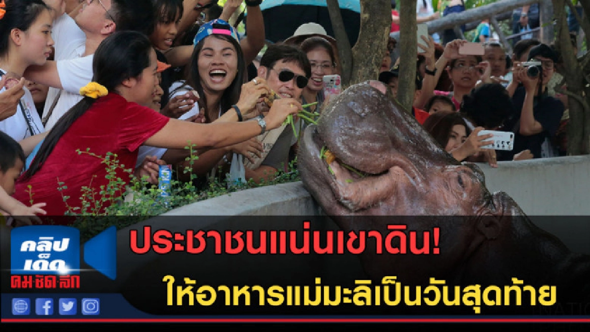 (คลิปข่าว)เขาดินแน่น! ให้อาหารแม่มะลิเป็นวันสุดท้าย (คลิปข่าว)เขาดินแน่น! ให้อาหารแม่มะลิเป็นวันสุดท้าย