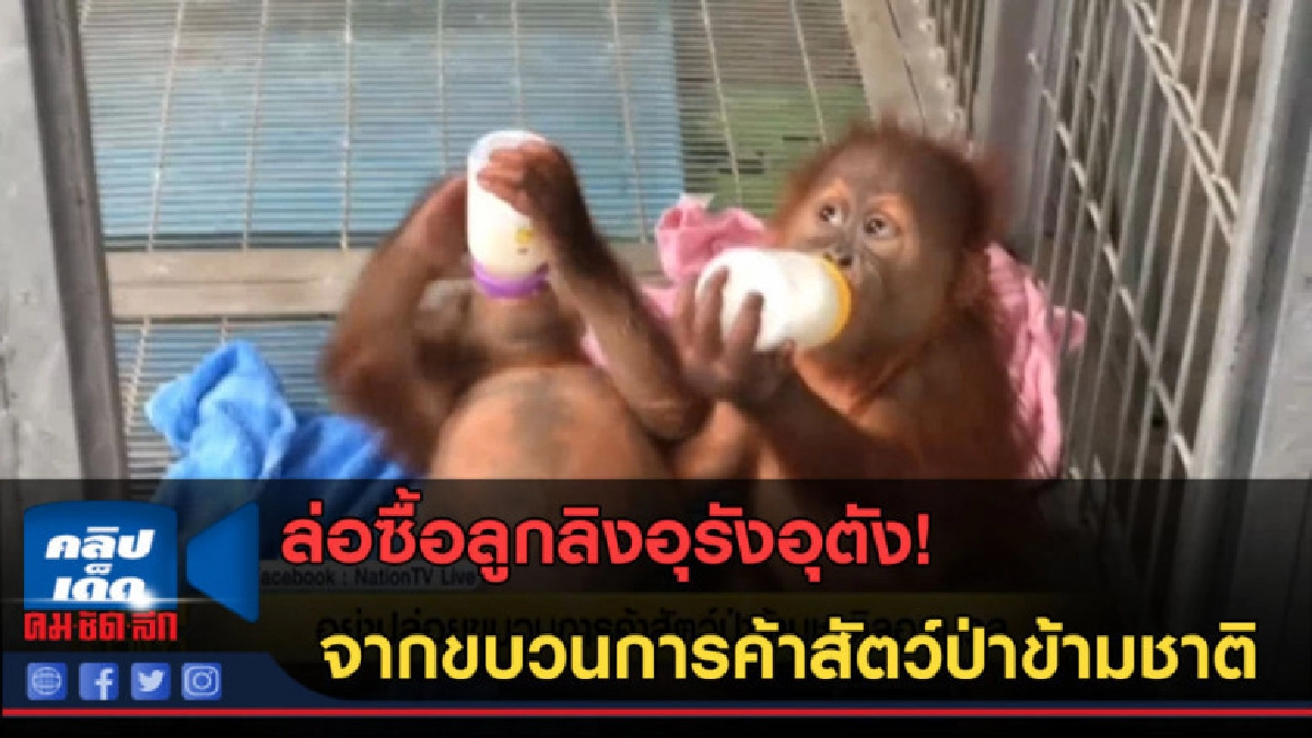 (คลิปข่าว)ล่อซื้อลูกลิงอุรังอุตัง ขบวนการค้าสัตว์ป่าข้ามชาติ (คลิปข่าว)ล่อซื้อลูกลิงอุรังอุตัง ขบวนการค้าสัตว์ป่าข้ามชาติ