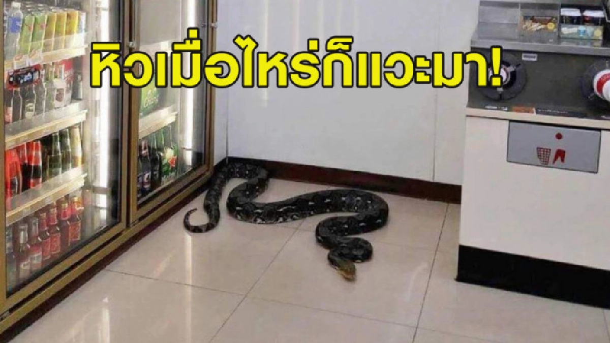 ผวาทั้งร้าน! พี่งูเหลือมยักษ์ 4 เมตร นอนขดตากแอร์ในเซเว่น ผวาทั้งร้าน! พี่งูเหลือมยักษ์ 4 เมตร นอนขดตากแอร์ในเซเว่น