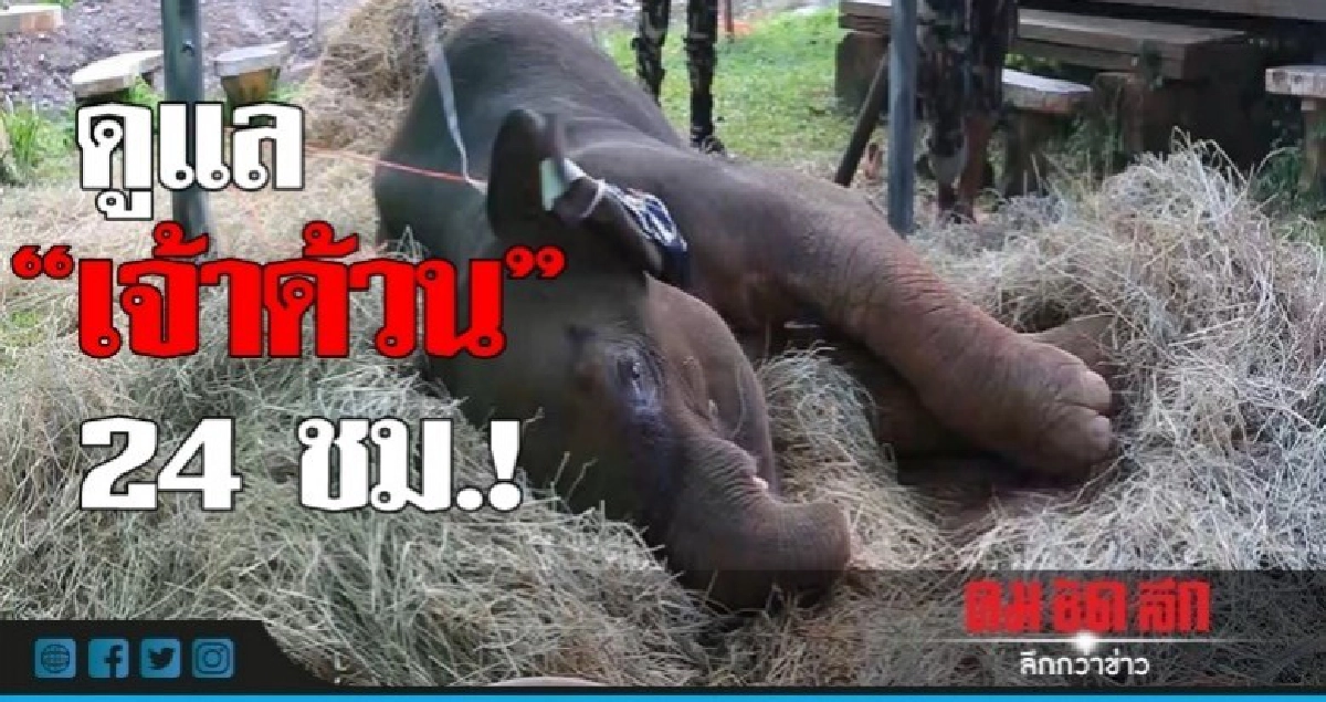 ดูแล 24 ชม.! ทำกายภาพ-ป้อนอาหาร 'เจ้าด้วน' ดูแล 24 ชม.! ทำกายภาพ-ป้อนอาหาร 'เจ้าด้วน'