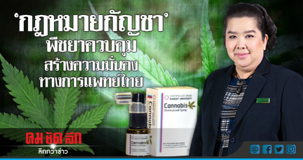 "กฎหมายกัญชา" พืชยาควบคุมสร้างความมั่นคงทางการแพทย์ไทย