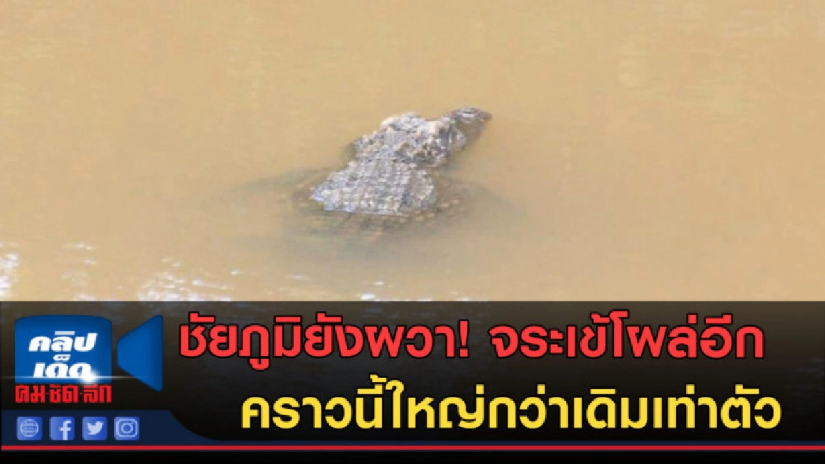 (คลิปข่าว)ผวา!!! จระเข้โผล่อีก คราวนี้ใหญ่กว่าเดิมเท่าตัว (คลิปข่าว)ผวา!!! จระเข้โผล่อีก คราวนี้ใหญ่กว่าเดิมเท่าตัว