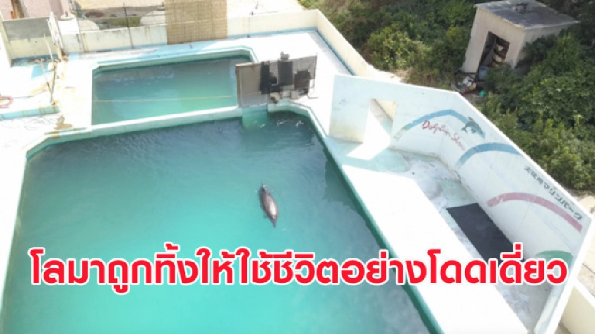 คลิปโลมาปากขวด ถูกทิ้งให้ใช้ชีวิตโดดเดี่ยวในอควาเรียมร้าง