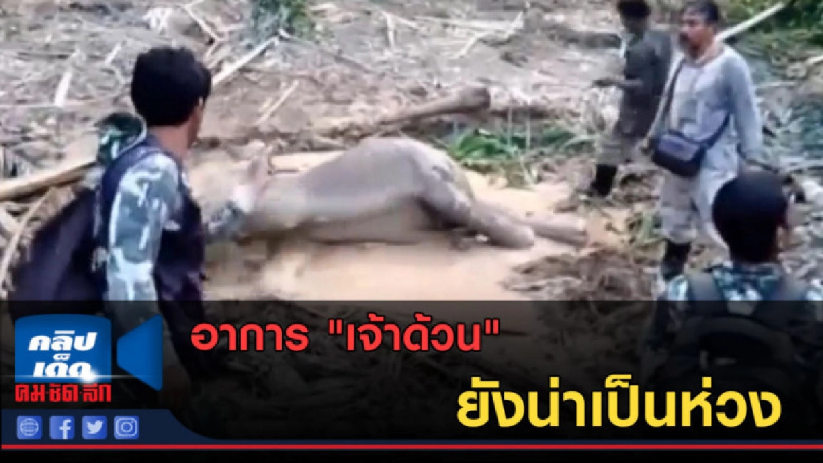 (คลิปข่าว) อาการ "เจ้าด้วน" ยังน่าเป็นห่วง (คลิปข่าว) อาการ "เจ้าด้วน" ยังน่าเป็นห่วง