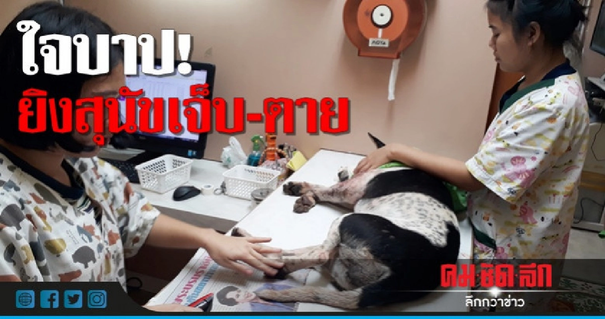 เร่งรักษาน้องหมาเหยื่อมือปืนใจโหด! เร่งรักษาน้องหมาเหยื่อมือปืนใจโหด!