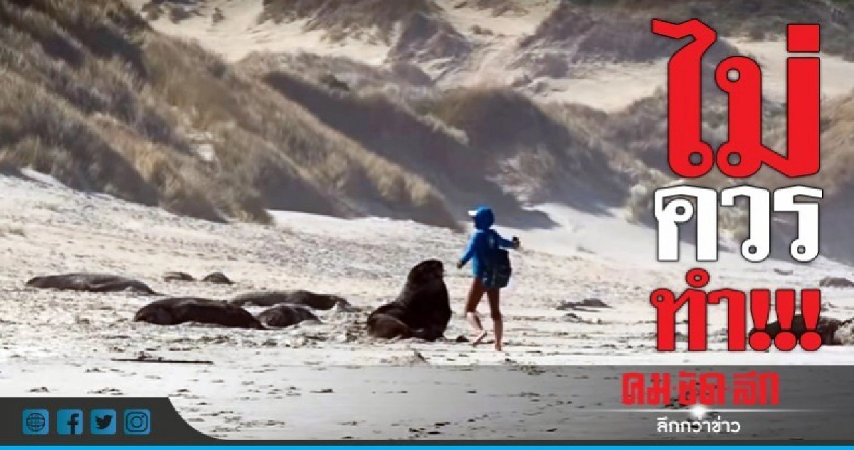 โง่เง่าที่สุด!รุมประณามนักท่องเที่ยวหยอกล้อสิงโตนิวซีแลนด์