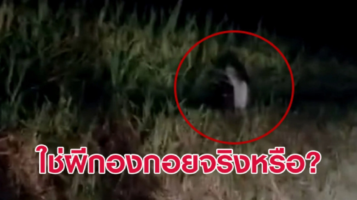 ผีกองกอย? จับภาพสิ่งลี้ลับกระโดดข้างทาง ผีกองกอย? จับภาพสิ่งลี้ลับกระโดดข้างทาง
