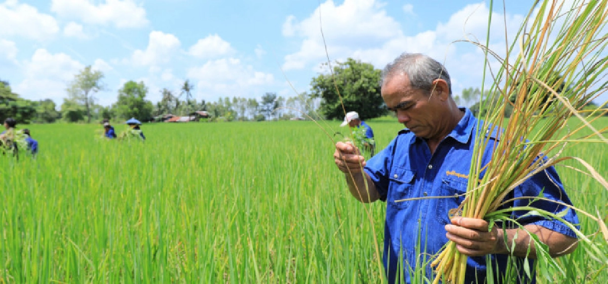 กรมการข้าวแนะวิธีดูความแตกต่างข้าวอินทรีย์ กับข้าวปลอดสารพิษ