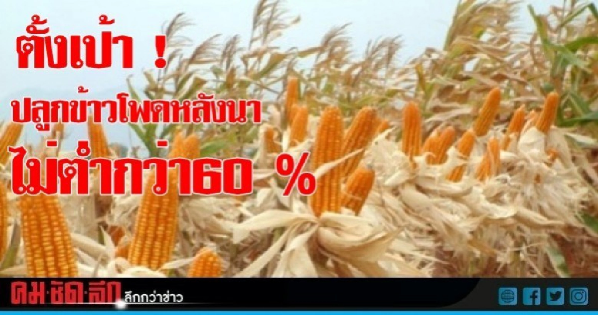 "กฤษฏา"ตั้งเป้าปลูกข้าวโพดหลังนาไม่ต่ำกว่า 60 %