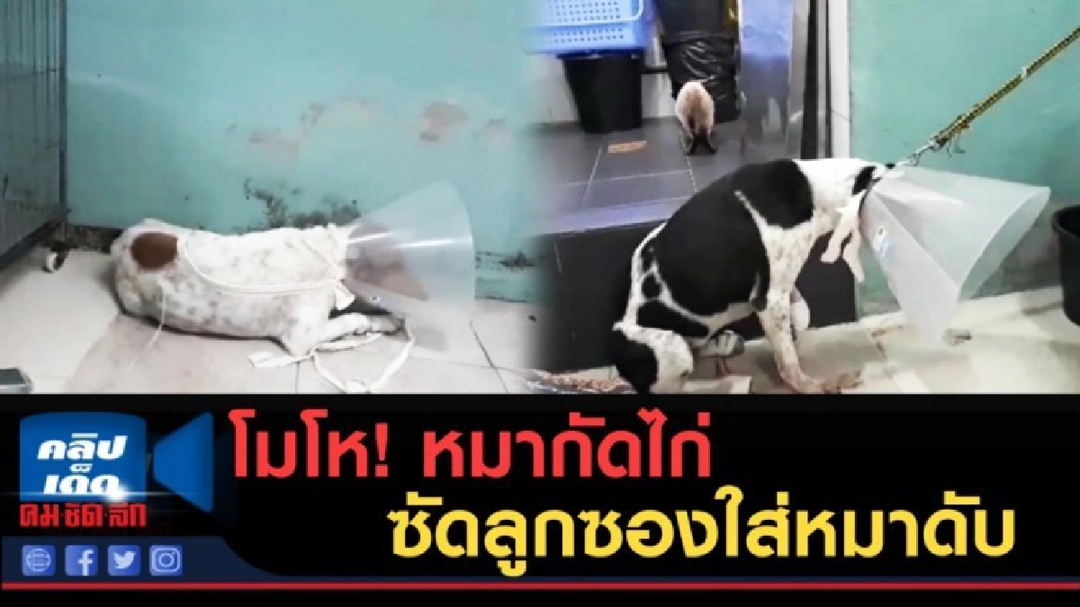 (คลิปข่าว) หนุ่มโมโห !! หมาไปกัดไก่ชน ซัดลูกซองใส่หมาดับ (คลิปข่าว) หนุ่มโมโห !! หมาไปกัดไก่ชน ซัดลูกซองใส่หมาดับ