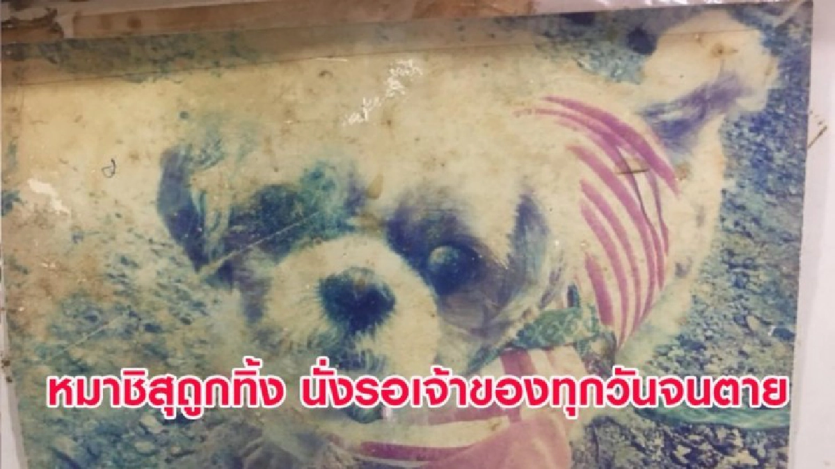 เศร้า! เจ้าดาโน่ สุนัขชิสุถูกทิ้ง นั่งรอเจ้าของทุกวันจนตาย เศร้า! เจ้าดาโน่ สุนัขชิสุถูกทิ้ง นั่งรอเจ้าของทุกวันจนตาย