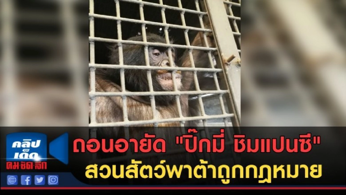 (คลิปข่าว) ถอนอายัด"ปิ๊กมี่ ชิมแปนซี" สวนสัตว์พาต้าถูกกฎหมาย (คลิปข่าว) ถอนอายัด"ปิ๊กมี่ ชิมแปนซี" สวนสัตว์พาต้าถูกกฎหมาย