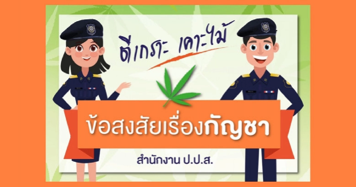 ป.ป.ส. โร่แจงสถานะกัญชาไทย ป.ป.ส. โร่แจงสถานะกัญชาไทย