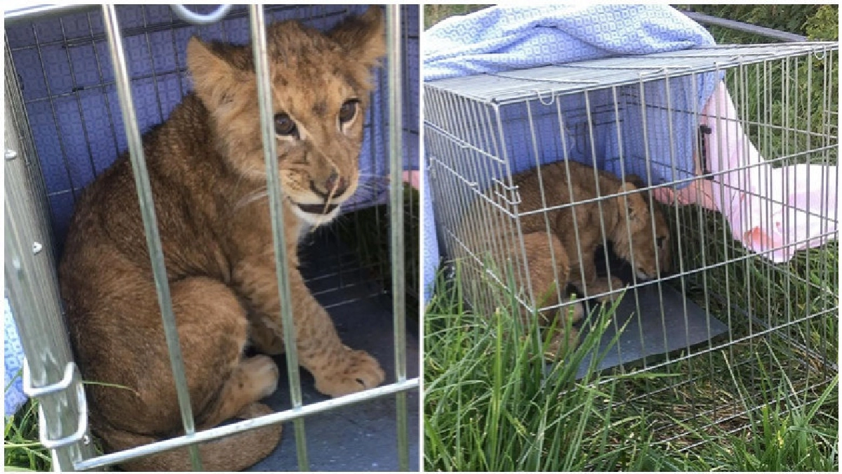 ตร.เนเธอร์แลนด์อึ้งลูกสิงโตใส่กรงถูกทิ้งกลางทุ่งหญ้า 