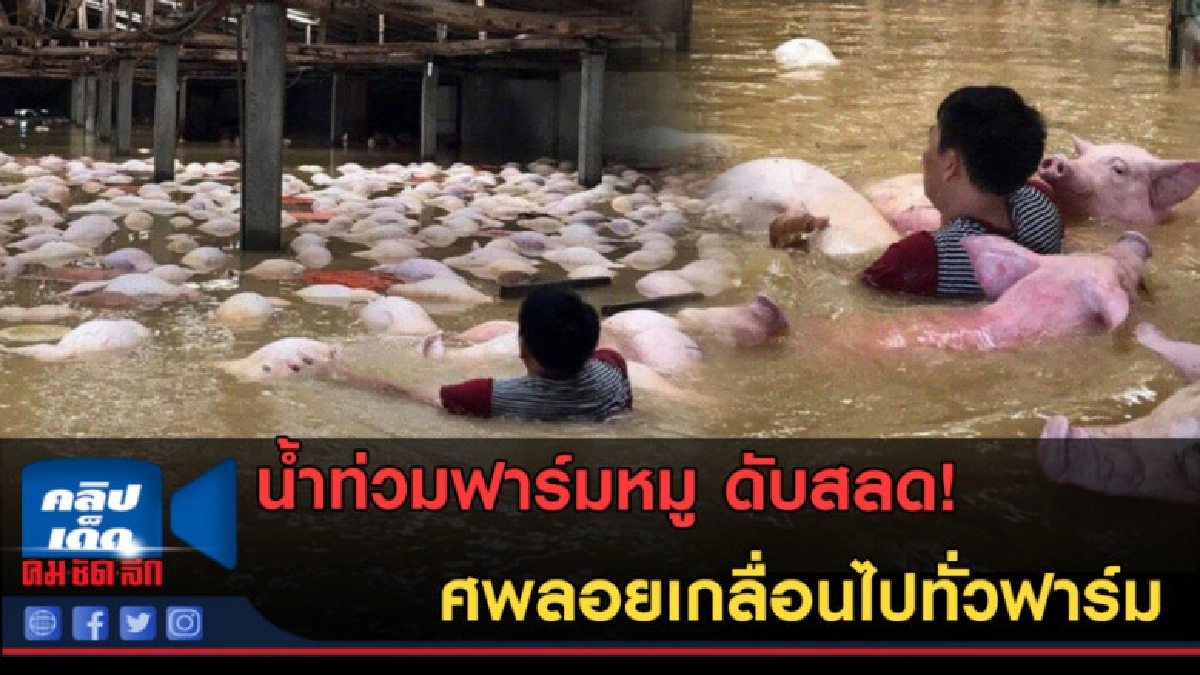 (คลิปข่าว) ศพหมูลอยเกลื่อนไปทั่วฟาร์ม หลังเจอเหตุน้ำท่วม (คลิปข่าว) ศพหมูลอยเกลื่อนไปทั่วฟาร์ม หลังเจอเหตุน้ำท่วม