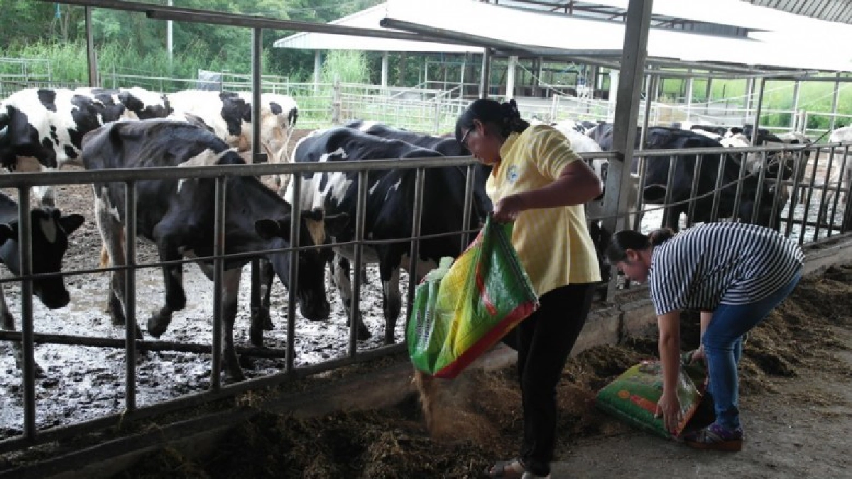 ไทยนิยม ยั่งยืน ต่อยอดธุรกิจสหกรณ์โคนมสอยดาว 