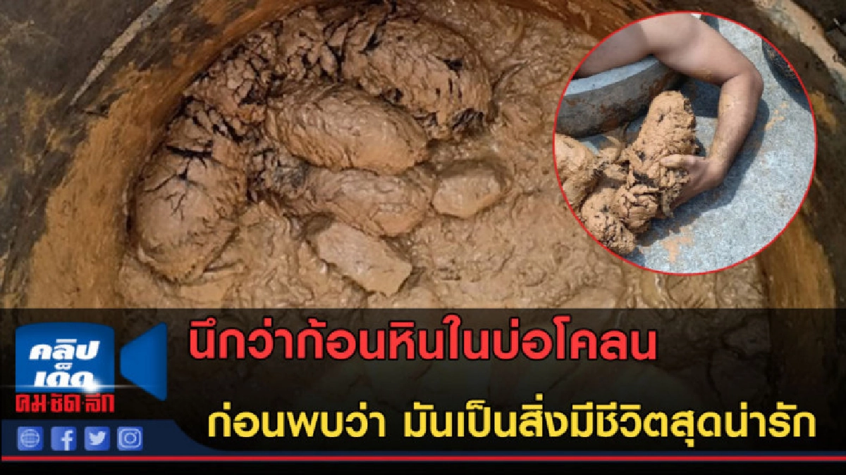 (คลิปข่าว) เป็นสิ่งมีชีวิตสุดน่ารัก ที่รอการช่วยเหลือ!