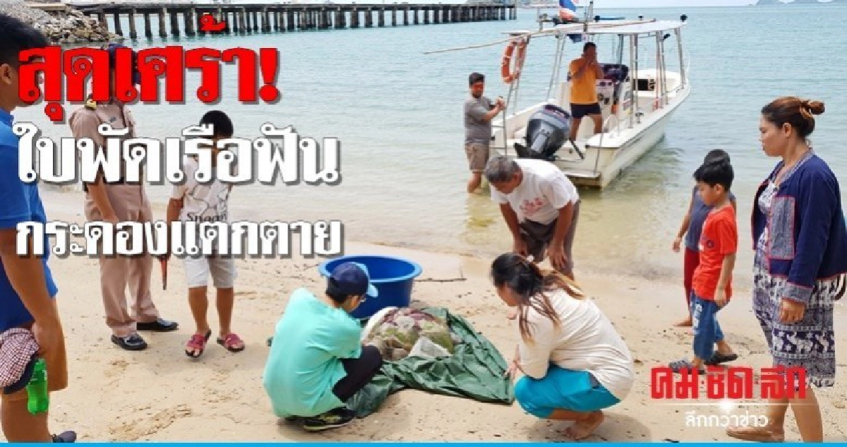 สุดเศร้า! เต่าตนุ ถูกใบพัดเรือฟันกระดองแตกตาย สุดเศร้า! เต่าตนุ ถูกใบพัดเรือฟันกระดองแตกตาย