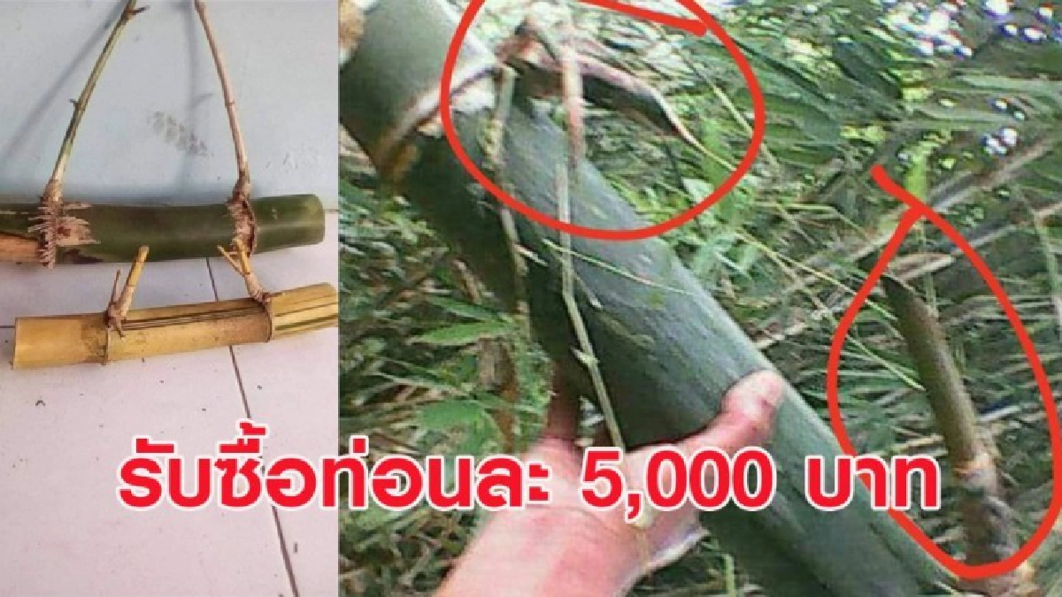 รีบหาเลย! รับซื้อไม้ไผ่ที่มีตาสวนกันราคาท่อนละ 5 พัน รีบหาเลย! รับซื้อไม้ไผ่ที่มีตาสวนกันราคาท่อนละ 5 พัน