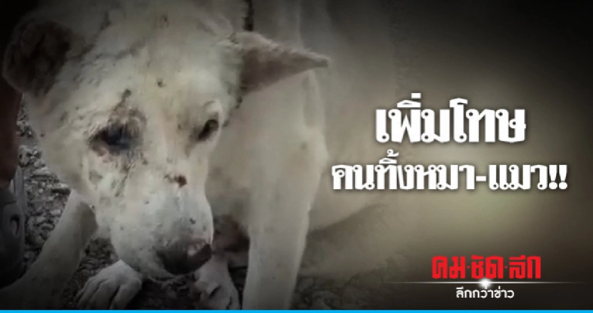 เพิ่มโทษ !! คนทิ้งหมา-แมว เพิ่มโทษ !! คนทิ้งหมา-แมว