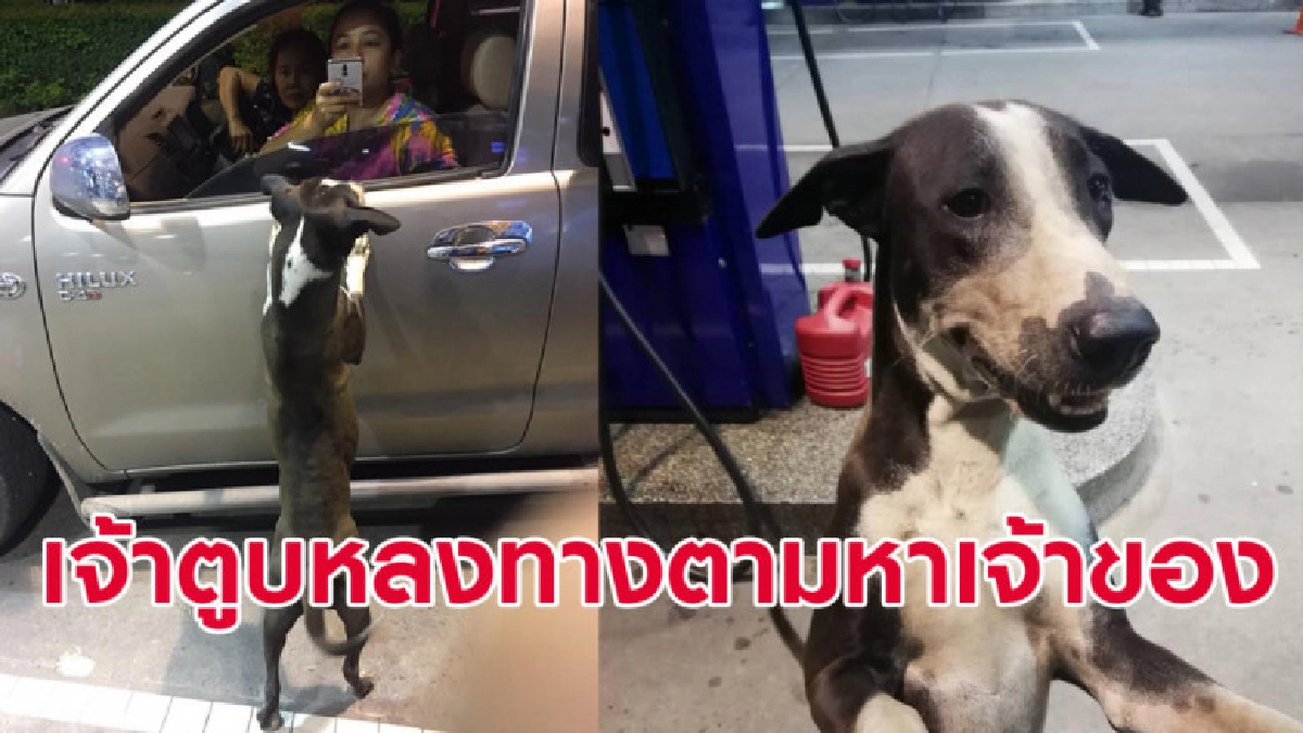 'เจ้าตูบแบงค์' หมาหลงทางเกาะรถกระบะตามเจ้าของ 'เจ้าตูบแบงค์' หมาหลงทางเกาะรถกระบะตามเจ้าของ