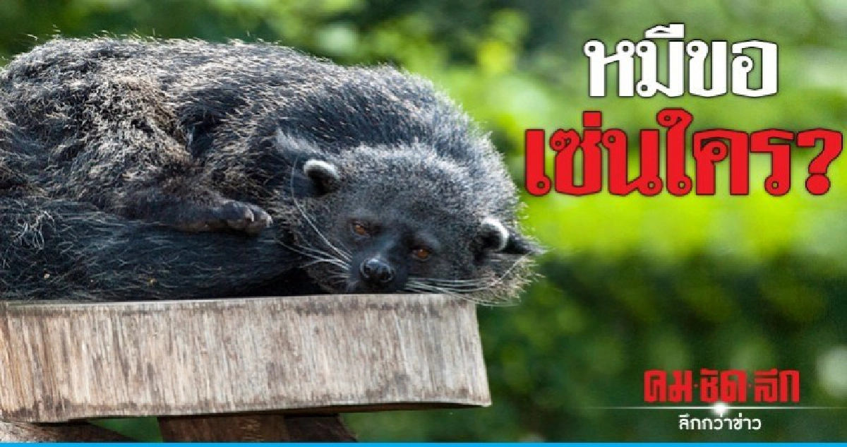 หมีขอ เซ่นใคร? หมีขอ เซ่นใคร?