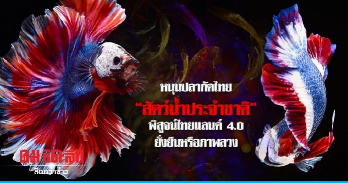 หนุนปลากัดไทย"สัตว์น้ำประจำชาติ"